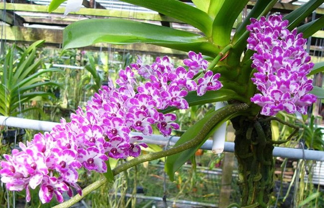 Thương hiệu : Nhãn hiệu mô tả ngắn ở đây.