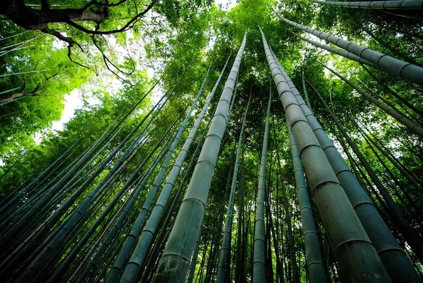 6480674ec2438b59d9516abf-giant-bamboo-seeds-for-planting-150