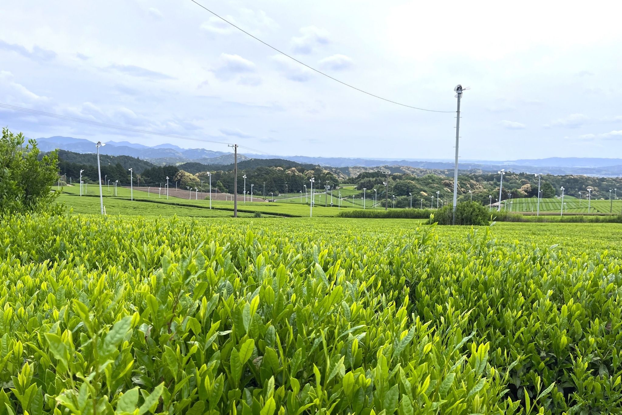 Auraleaf quà tết bìa 1